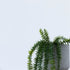 Potted Coarse Tassel Fern 71cm Hanging