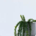 Potted Coarse Tassel Fern 71cm Hanging